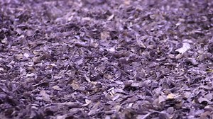 12K views · 666 reactions | It's great to be back! Select Sires is excited to be visiting with farmers and friends at the 2021 World Dairy Expo this week! Stop by our booths in the Coliseum and the Exhibition Hall to snag a new Showcase brochure or breeding calendar. We hope to see you soon! | Select Sires Inc. | Facebook