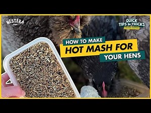 How to make Hot Mash for your Hens