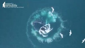 Some footage captured yesterday evening of #humpback #whale HBIRL82 bubble-net feeding close inshore at Tragumna in West Cork. Such an incredible thing to witness, and such a privilege to be able to get footage like this without disturbing the animal at all. #Cork #WestCork #Ireland #willdife #whalewatching #whales #humpbackwhale #humpback #marinelife | Ireland's Wildlife