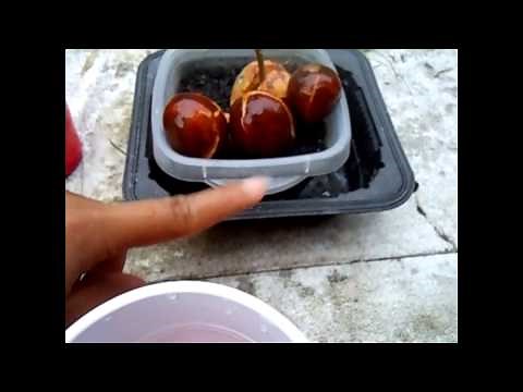 3 Different ways to Grow your Avocado Seeds