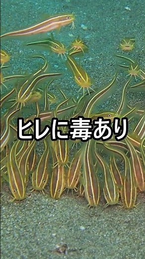 「この魚、触ったら終わりです」【潜水士が解説】