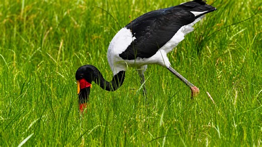 Wild stork searching for food in lush meadow