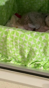 22K views · 1.8K reactions | Tango doesn’t ‘do’ bed on a Saturday night! Waaay too much flying practice to do! ✈️✈️❤️ | Macaws And More | Facebook