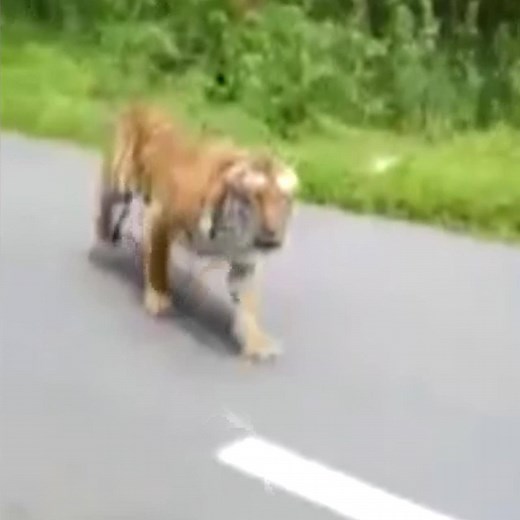 239K views · 3.3K reactions | The terrifying moment a tiger chases two motorbike riders through an Indian wildlife park  | UNILAD Adventure | Facebook
