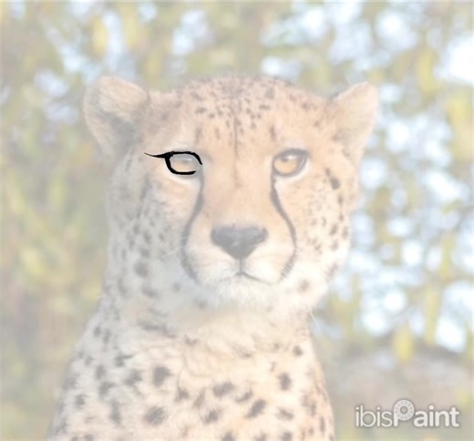 Let’s Color Together: Cheetah Art Challenge