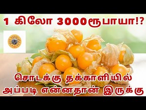 GOLDEN BERRY/CAPE GOOSEBERRY: Health Benefits of Physalis Fruit In Tamil
