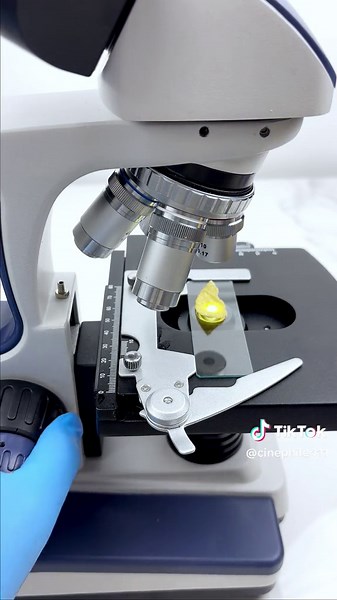 Exploring Potato Chips Under a Microscope