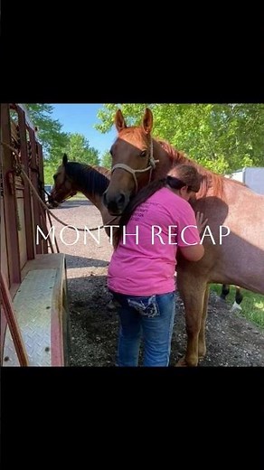 🐴 Equine Massage ! Watch These Horse Relax & Recover 🐴 #horse #equinemassage #equestrian