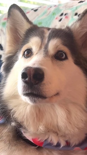 Suspenseful Moments in Homeward Bound