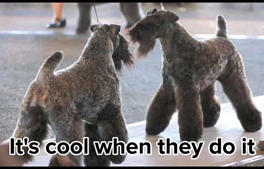 Never understood why APBT confos are