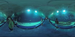 360 VR Visitors in Oceanografic park of Valencia 360º Video | 360Cities
