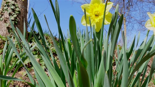 Flowers, Narcissus, Bloom