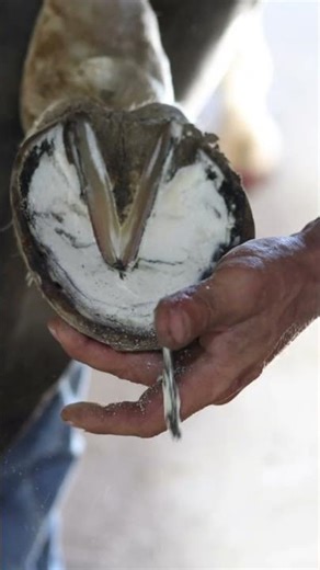 frog trim🫶 #shorts #farrier #satisfying #asmr