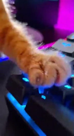 Cat playing fortnight