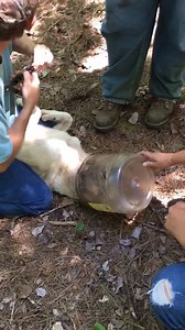19K views · 298 reactions | Cheeto, the dog on the run with a cheese puff container on his head has been rescued! Animal Rescue advocate, Greg King, was able to capture Cheeto today. A great effort by a lot of super people to find and save this pup, one searcher was bitten by a copperhead snake while hunting for the dog over the weekend. Big props to all involved. (video submitted to texarkanaFYI) | Texarkana FYI | Facebook