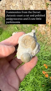 2K views · 427 reactions | I do like the quality of the smaller ammonites they always tend to be better than the larger ones | Charmouth Fossils | Facebook
