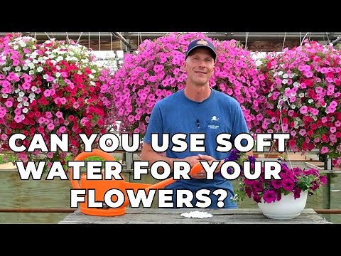Can You Use SOFT WATER for Plants and Flowers?