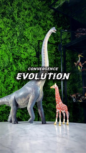 Evolución convergente 🧬 Cuando especies completamente distintas desarrollan características similares, no porque estén emparentadas, sino porque enfrentaron los mismos desafíos. La naturaleza no copia… pero sí repite soluciones. Gracias a @paleoscale por las referencias de especies. _ 🇬🇧 Convergent evolution 🧬 When completely different species develop similar traits, not because they’re related, but because they faced the same challenges. Nature doesn’t copy… but it does repeat solutions. Th