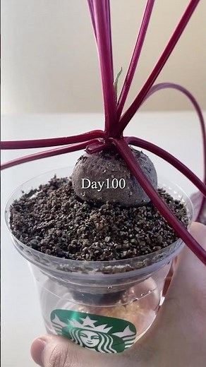 Growing beets indoors in a Starbucks cup／スタバカップでビーツ室内栽培