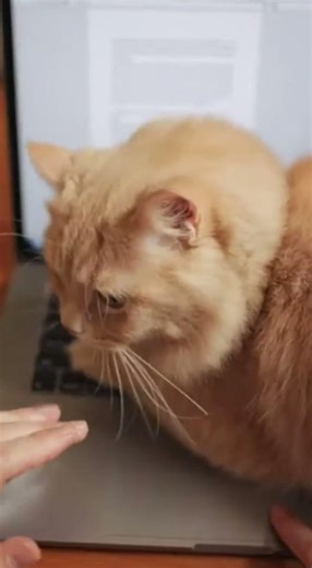 Cat vs Laptop Keyboard 😹💻 | Work Interrupted #CatShorts