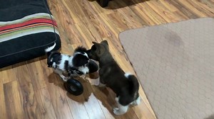 174K views · 57K reactions | 3.5 minutes of Bunny’s cart time for y’all! She’s spicy and doesn’t like Kuma touching her race car. Haha The great news is that she is taking it very slow and learning how to move her car rather than just taking off and flipping over in it. When she tries jumping with her back legs then she face plants. So right now she’s learning to take steps left, right, left, right to ambulate her cart. | Panda Paws Rescue | Facebook