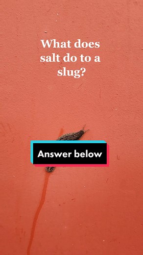 Salt on Slugs: Does It Really Make Them Explode?