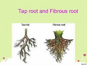 Root system of plants-class6-Science-NSO,NSTSE
