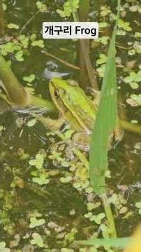 개구리는 생물의 한 종이 아니라 한 목(개구리목)을 총칭하는 말이다. Frog