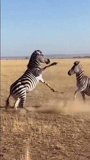 Zebra Fight: Why These Animals Are Actually Terrifying