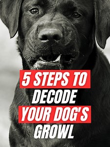 5 Steps to Understand Your Dog's Growl