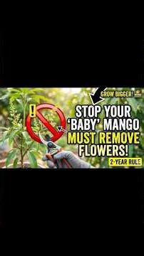 Why You MUST Remove Mango Flowers (Don't Let Your Baby Tree Fruit!)