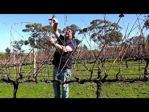 Increasing Yield - Spur and cane pruning