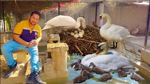 13K views · 533 reactions | Swan Nesting, Duck Ki Murgi Hunting Eggs, Free Range Duck Farm, Black Swan, Hsn Entertainment | HSN Entertainment | Facebook