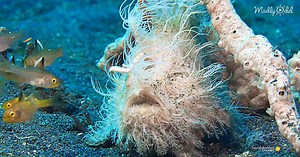 This Hairy Frogfish’s Bite is So Fast, Even Slow-Motion Video Struggles To Capture It