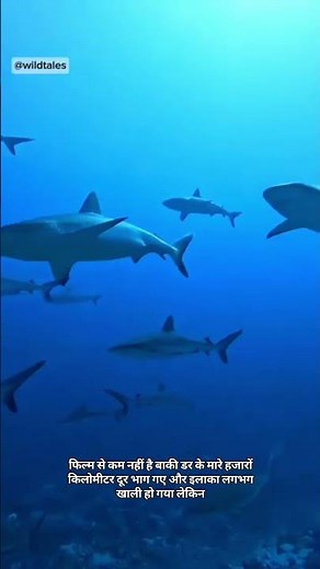 Killer Orcas vs Great White Shark | Port & Starboard Terror Story#shorts #FureverNews #animals #life