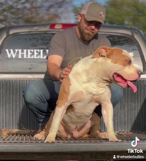 Legend 🔥🐾 | Wheeler Bullies