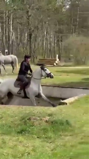 Vielseitige Oldenburger Stute: Siegreiche Allrounderin für Springen & Dressur | ID: 4761556