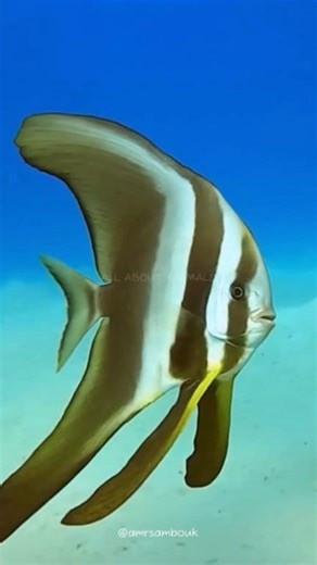 Longfin Batfish🐠🦇 Wings of the sea | All About Animals The Longfin Batfish (Platax pinnatus / Platax teira) is often called the underwater angel because of its long, flowing fins that look like silk ribbons. Found in the warm waters of the Indian and Pacific Oceans, these fish glide gracefully around coral reefs and coastal waters, sometimes growing over a foot long. Their fins can be up to three times the length of their body, giving them a wing-like appearance. Juveniles look quite different