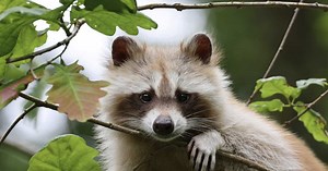 Dans les villes américaines, les ratons laveurs ont "muté". Quelque chose change