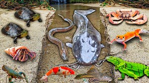 83K views · 628 reactions | Let's Catch Albino Catfish Outside the Hole, Giant Catfish, Koi Fish, Snakehead Fish, Eels #indonaturevalues | Indo Nature Values | Facebook