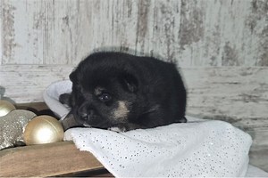 Gozen - Shiba Inu Puppy A2E08D