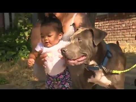Hero Pit Bull Rescues Baby from Fire