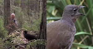 Bird Mimics Chainsaws, Car Alarms and Camera Shutters