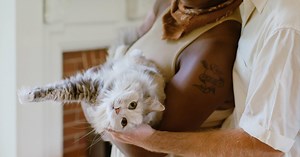 The 9 Cat Personalities: Feline-ality and Meet Your Match