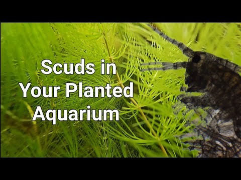 Scuds in Your Planted Aquarium - Why We Love Scuds