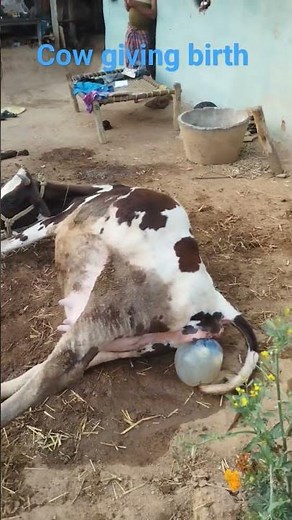 Cow giving birth normal process