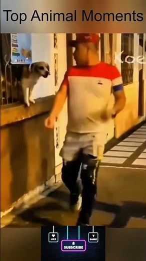 Top Dog Moments Compilation 🐶 | Try Not to Laugh!#shorts #viral #trending