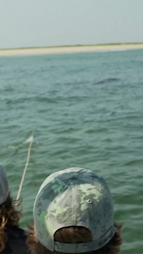 250K views · 2.7K reactions | White sharks are built for power, speed, and precision. Regional endothermy allows them to keep parts of their bodies warmer than the surrounding water, helping them hunt effectively in a wide range of ocean temperatures. This unique ability supports their role as apex predators and plays a major part in their success across vast marine environments. Learn more by exploring their movements on the free OCEARCH Global Shark Tracker App. | OCEARCH | Facebook