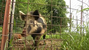 OK Wildlife Commissioner: Feral Hog Bill 'Wildlife Law Enforcement Nightmare'