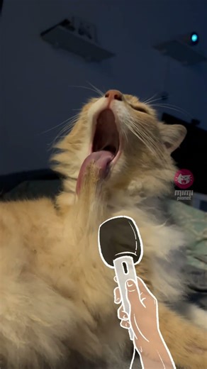 Real Life Doodle Cats: Compilation! 🎨😸 #funnycats #handdrawn #CatDoodle